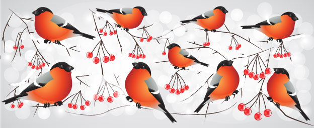bullfinch1-1.jpg