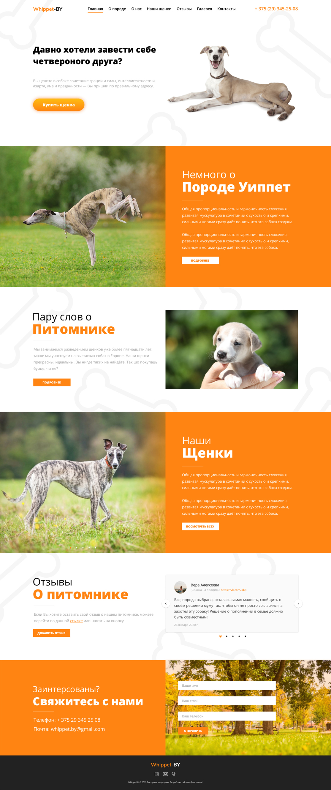Whippet.jpg