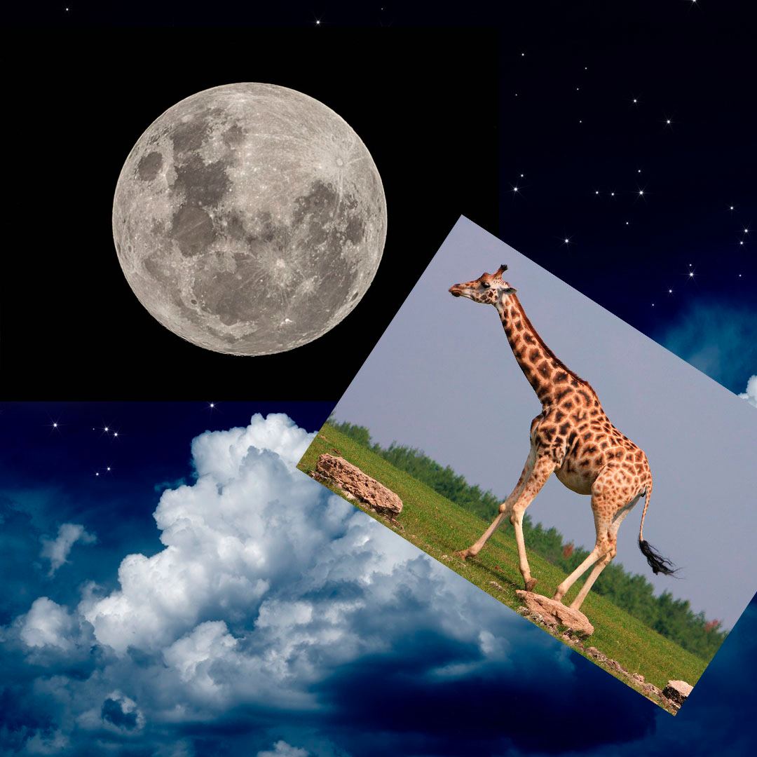 Giraffe eats.jpg