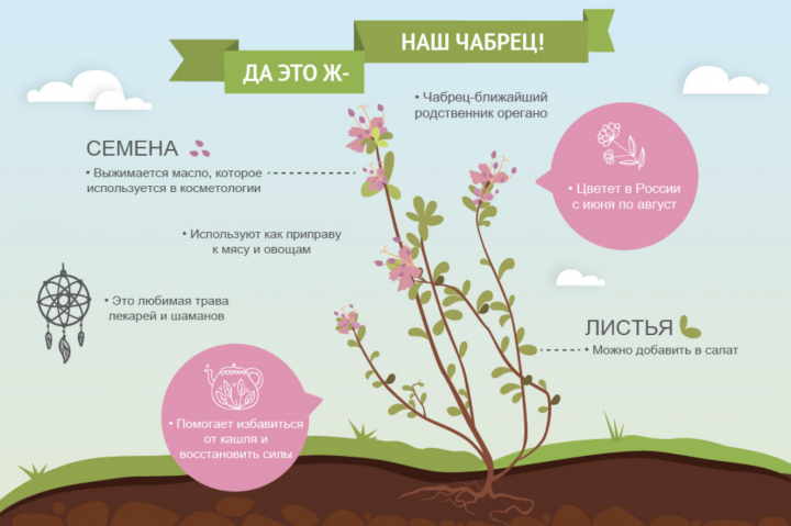 Чебрец