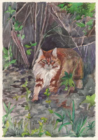 Кот
