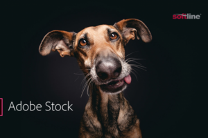 Adobe stock