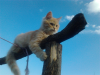 Шефы