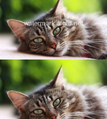 img4266739.png