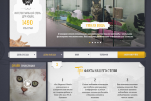 Конкурсна робота "Hotel cats"