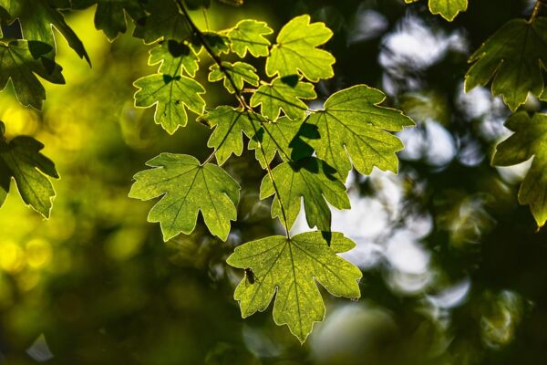 leaves-3519548_1280.jpg