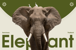 Разработка сайта для Elephant sanctuary ➜ слоновий заповедник